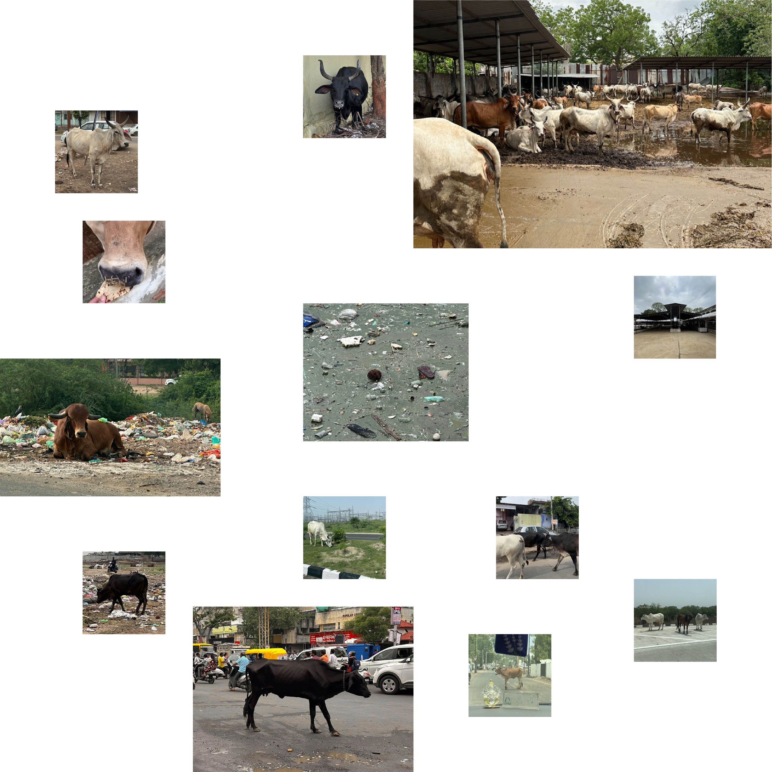 "Indian urban stray cow between street and gaushala". Collage by the author (2025)